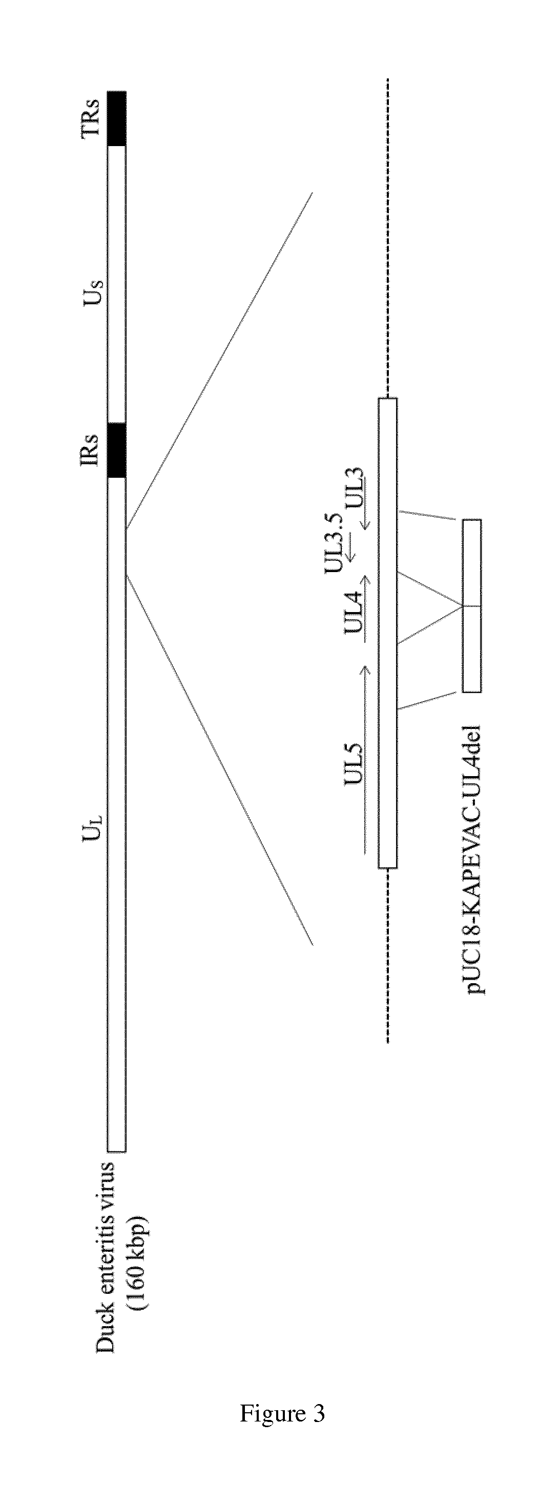 Duck enteritis virus and the uses thereof