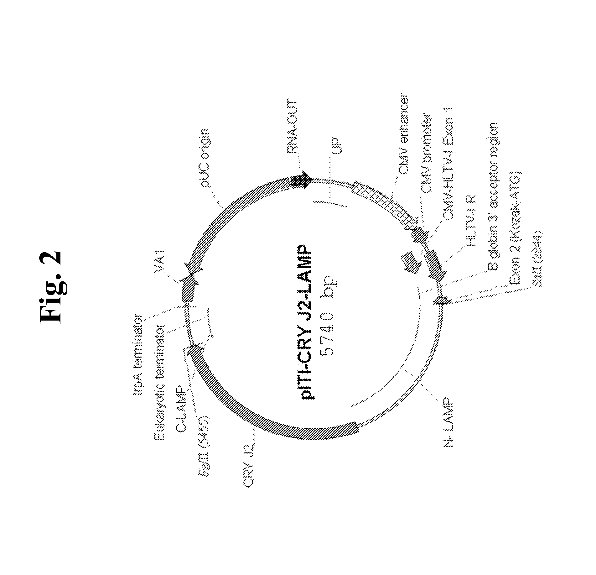 Nucleic acids for treatment of allergies