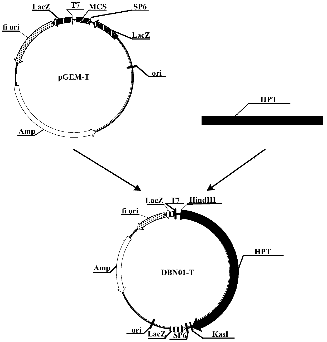 Method for transforming rice