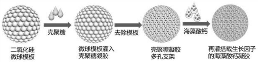 A kind of chitosan antibacterial microsphere capable of slow-release growth factor and its preparation method and application