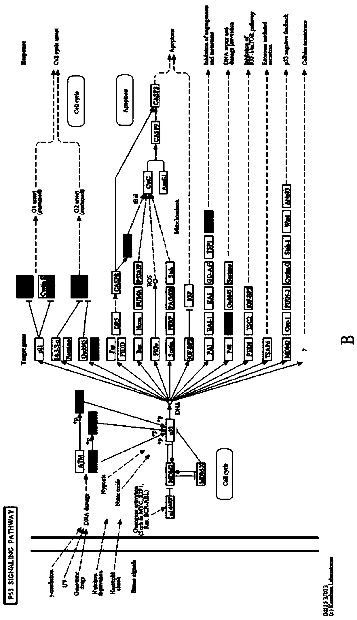 Application of circ-0000423 in preparation or screening of drugs for colon cancer