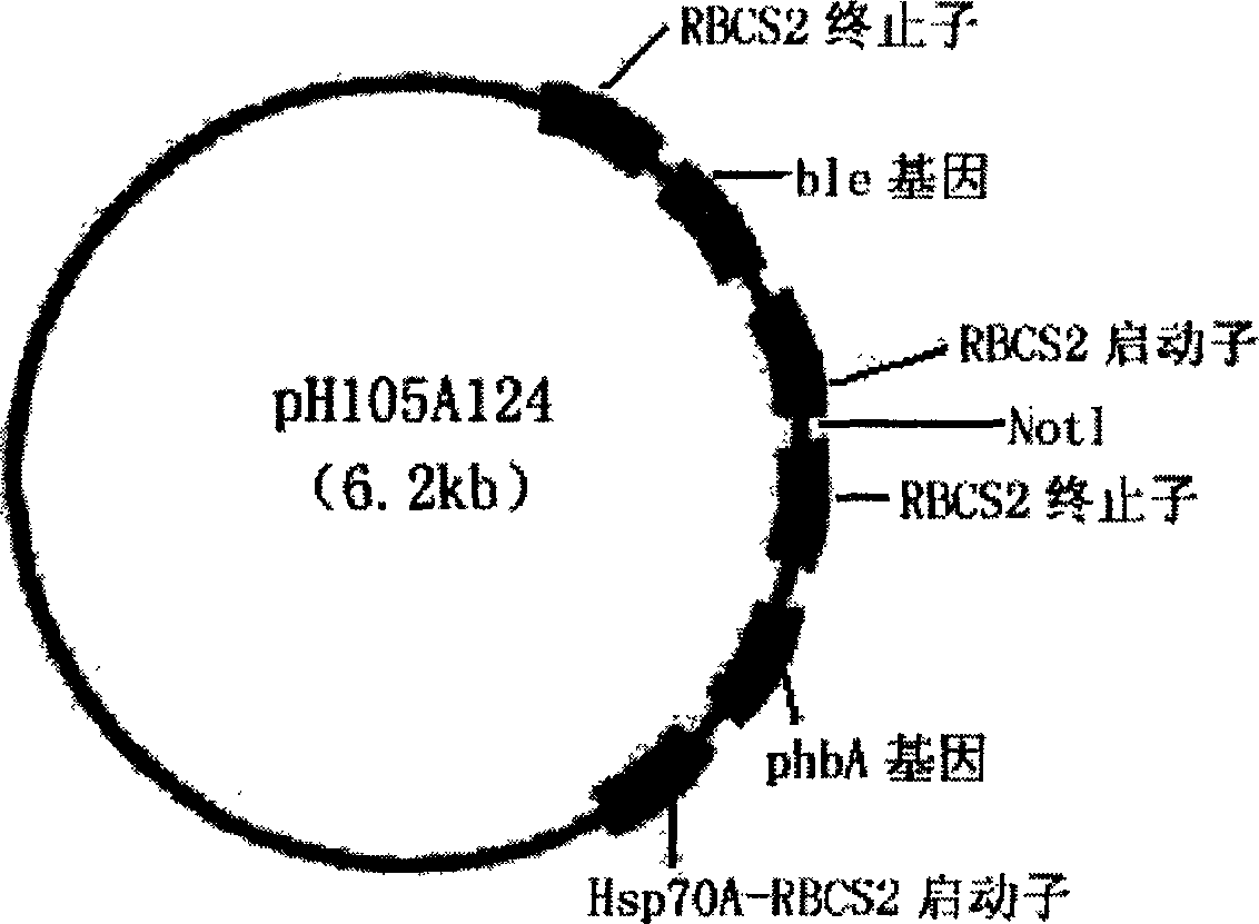 Exogenous gene expression system of Chlamydomonasreinhardtii and method for constructing and producing PHB transgenic algae