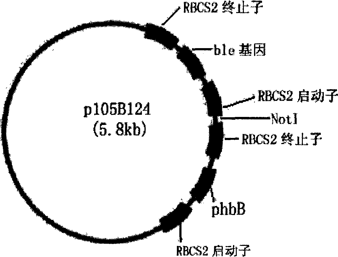 Exogenous gene expression system of Chlamydomonasreinhardtii and method for constructing and producing PHB transgenic algae