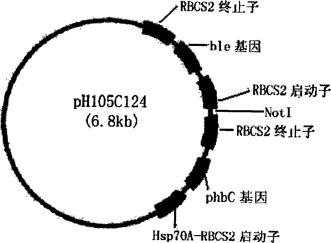 Exogenous gene expression system of Chlamydomonasreinhardtii and method for constructing and producing PHB transgenic algae