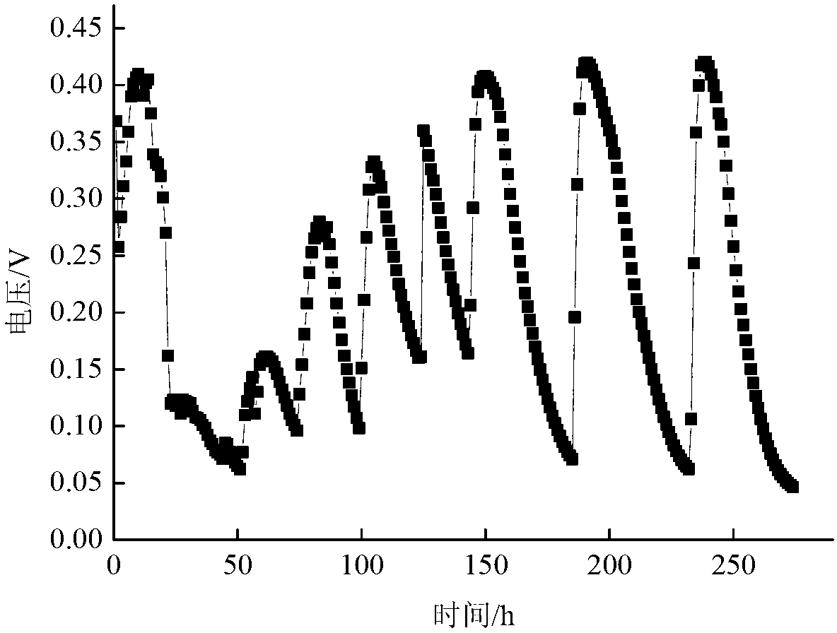 Klebsiella oxytoca and its application in bioelectricity production