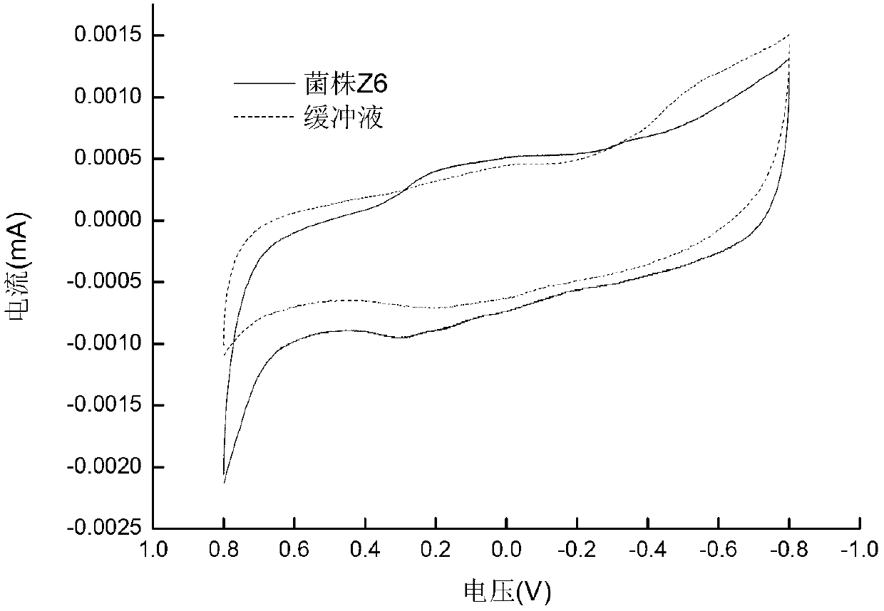 Klebsiella oxytoca and its application in bioelectricity production