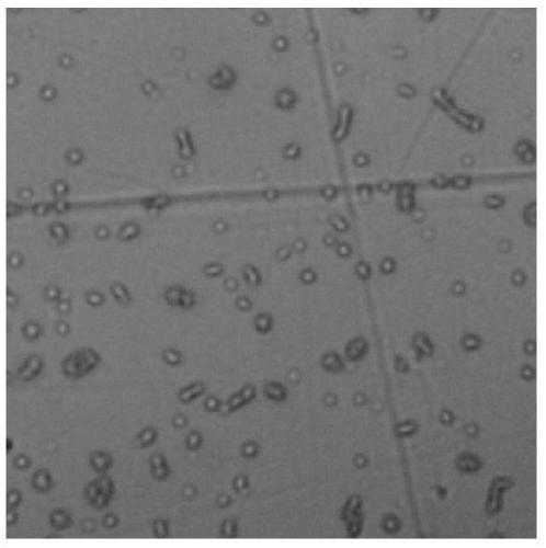 Enterobacterium with high lead tolerance and application of enterobacterium