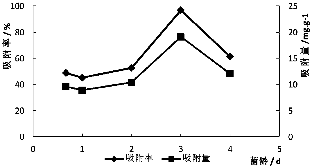 Enterobacterium with high lead tolerance and application of enterobacterium