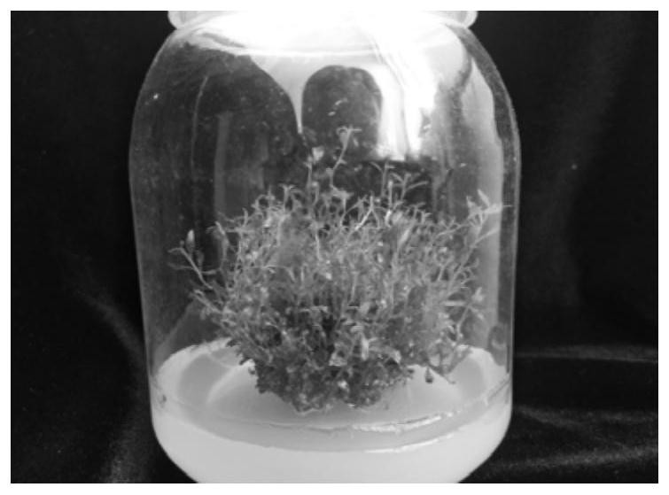 A method for inducing adventitious buds and plant regeneration of Rhododendron xing'an