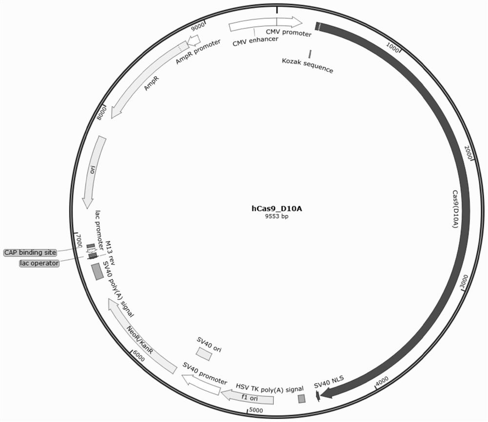 Pluripotent stem cell for expressing LAG-3 targeting inhibition factor, and derivative and application of pluripotent stem cell