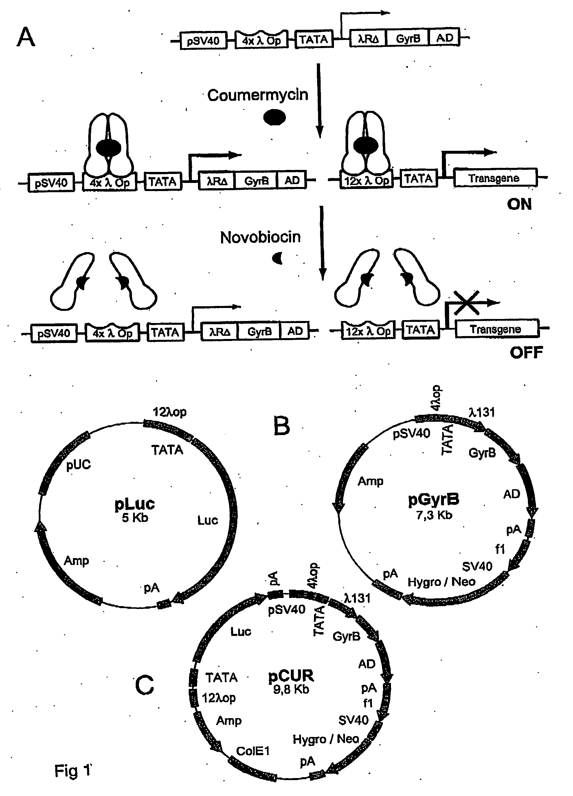 Coumermycin/novobiocin-regulated gene expression system