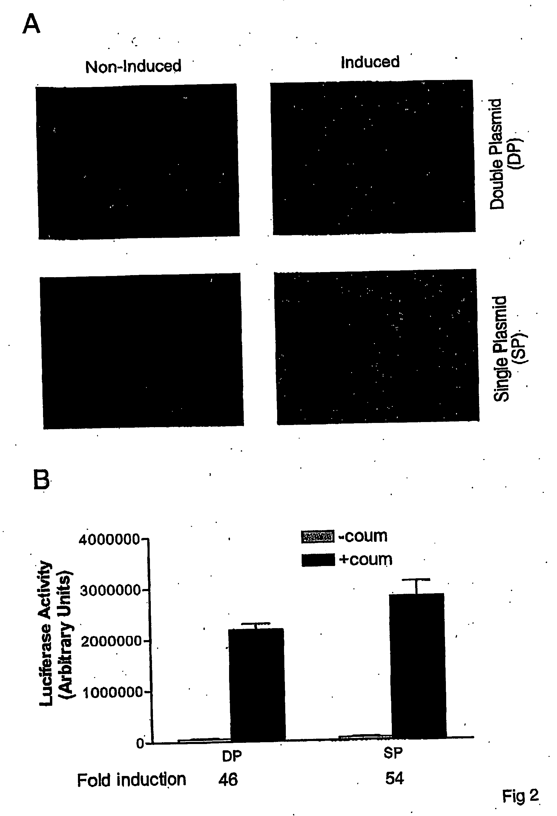 Coumermycin/novobiocin-regulated gene expression system