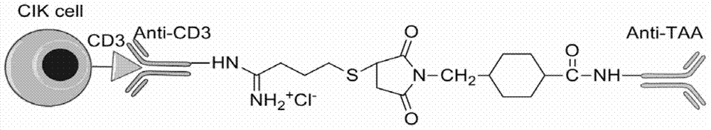 Novel bifunctional antibody conjugate, preparation method and application thereof