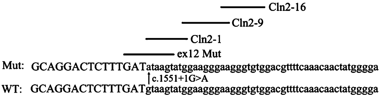 U1-snRNA for repairing TPP1 gene Pre-mRNA aberrant splicing and application of U1-snRNA