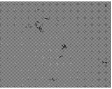 A kind of pseudomonas and its use and method for removing cadmium pollution in environment