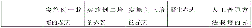 Bamboo-stump cultivation method for wild Ganoderma lucidum