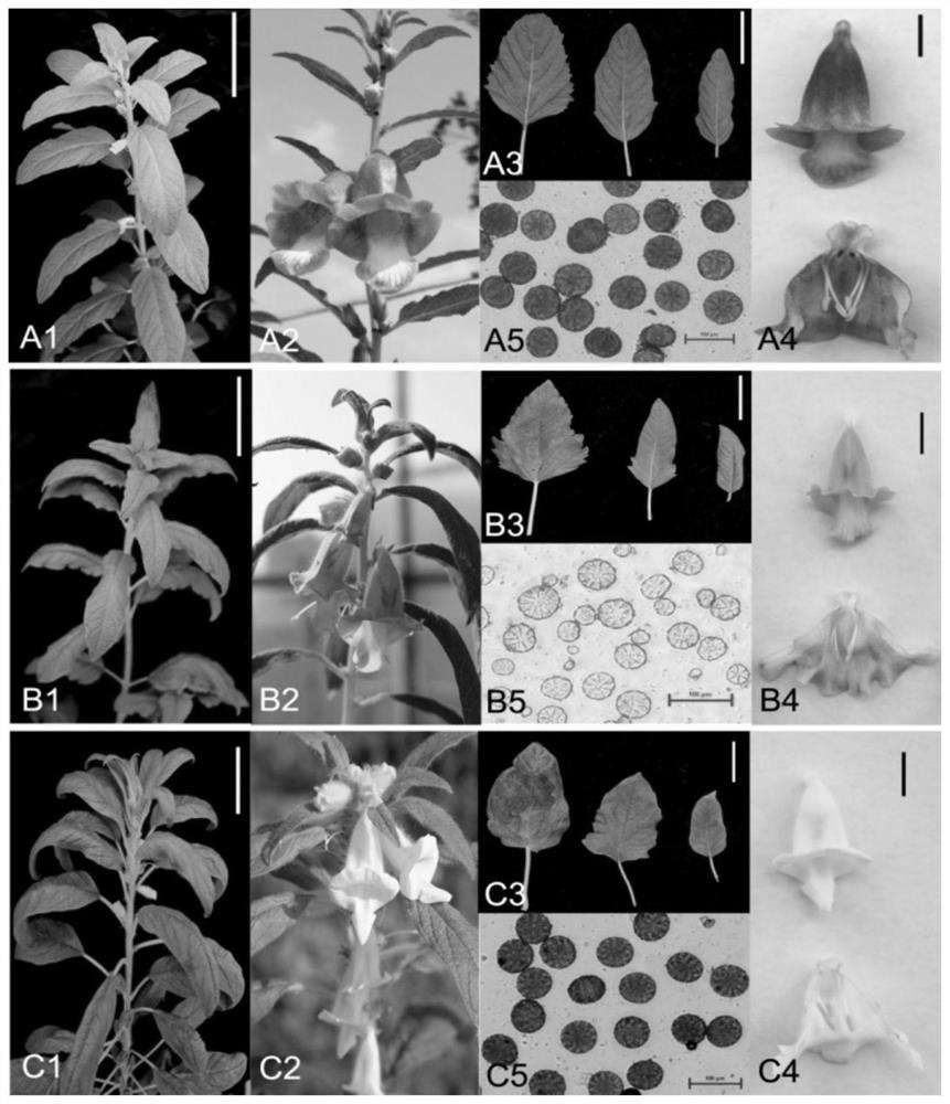 A method and cultivation method for directly obtaining distant hybrids of Congo wild sesame and cultivated species