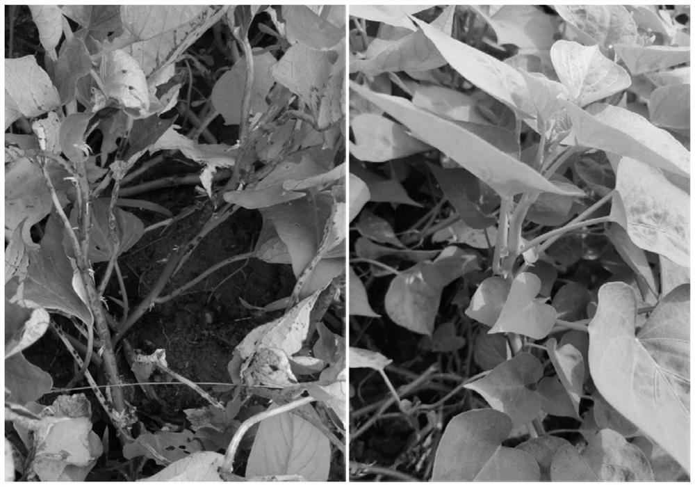 Resistance identification method of sweet potato scab for stem tip vegetables