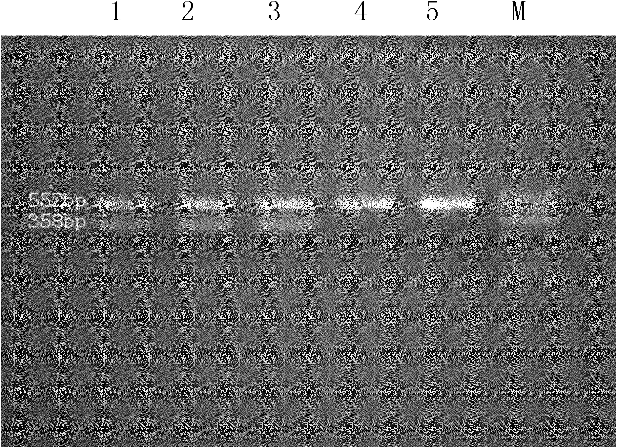 PCR (Polymerase Chain Reaction) method for sex appraisal of Nipponia nippon