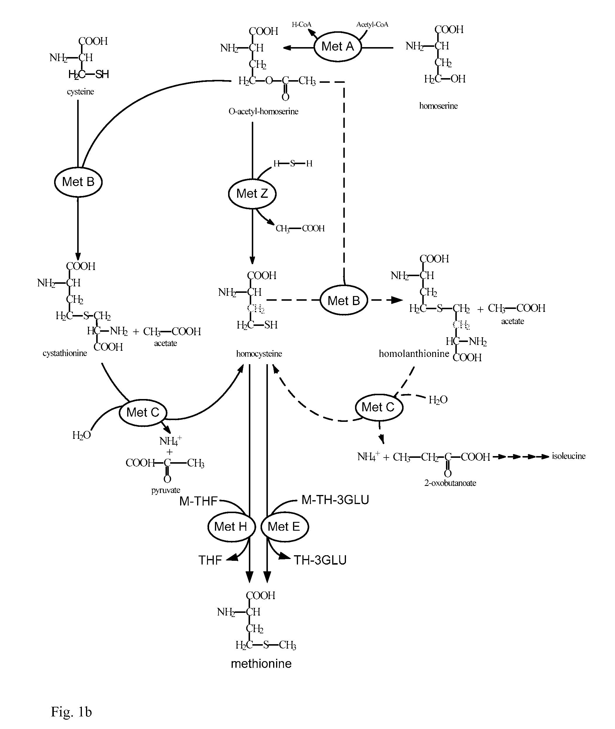 Process for the Preparation of L-Methionine