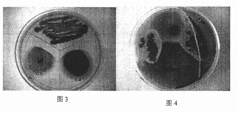 Streptomyces strain for preventing rice sheath disease and rice blast disease