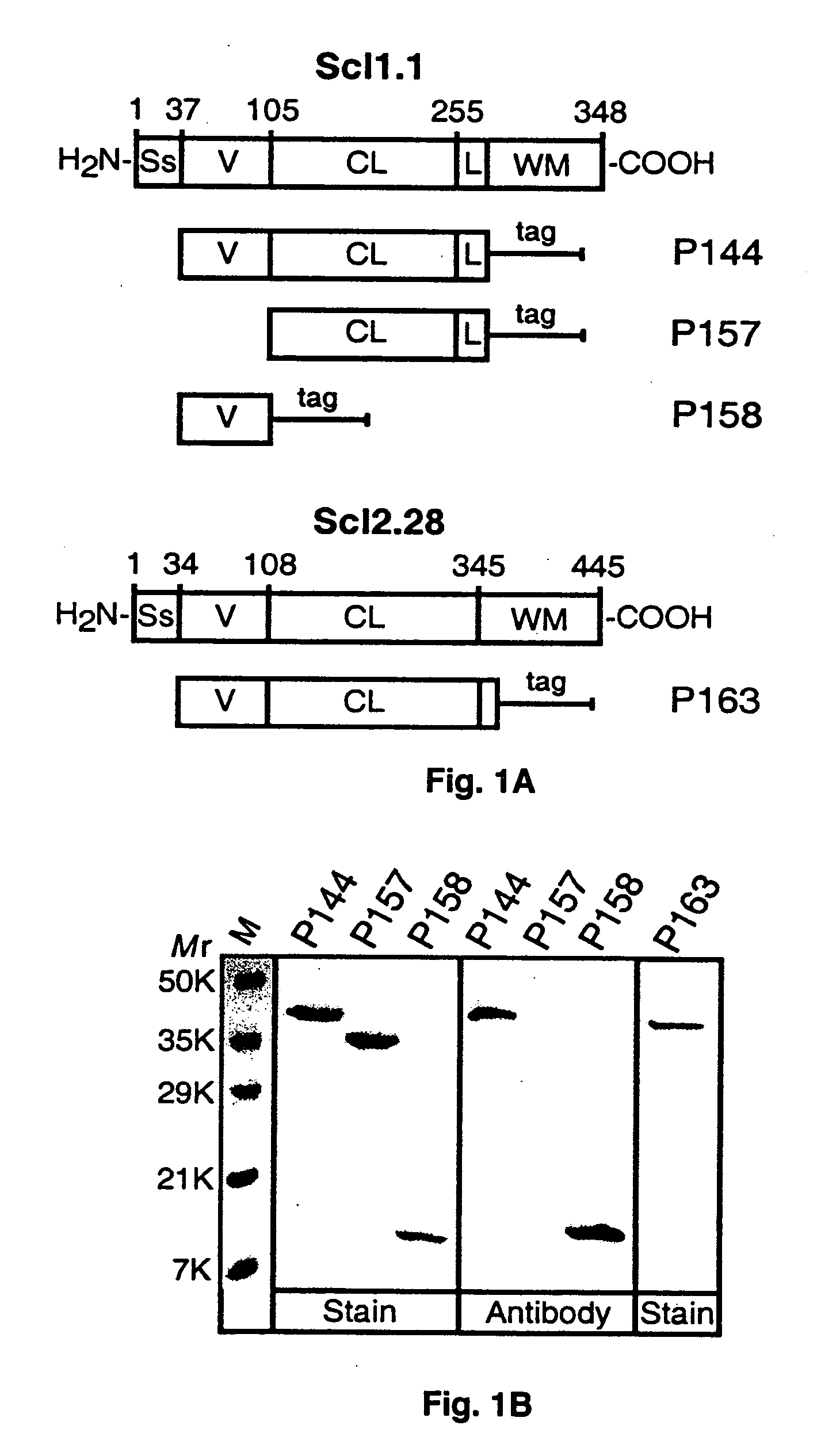 Prokaryotic collagen-like proteins and uses thereof