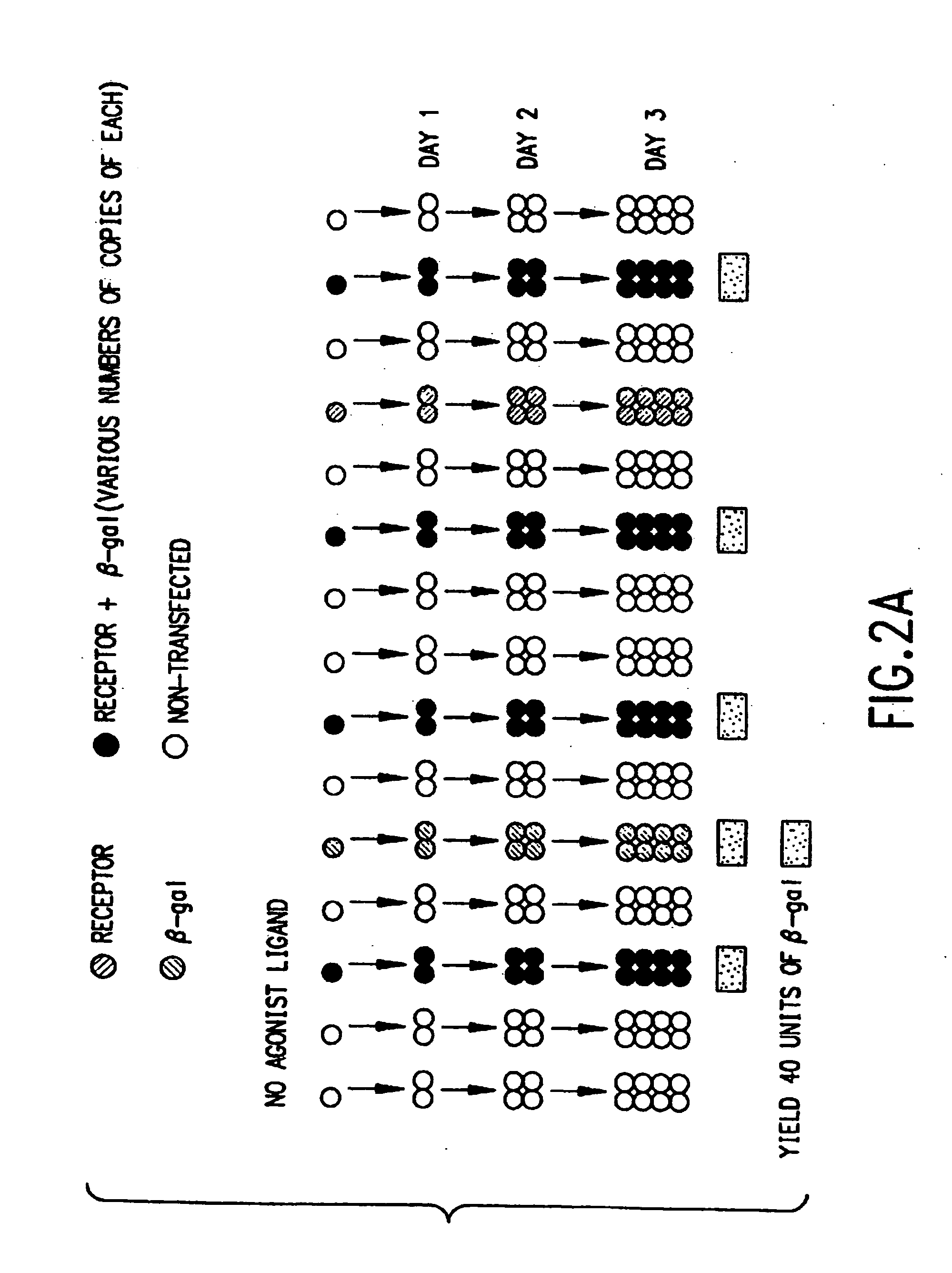 Identification of ligands by selective amplification of cells transfected with receptors