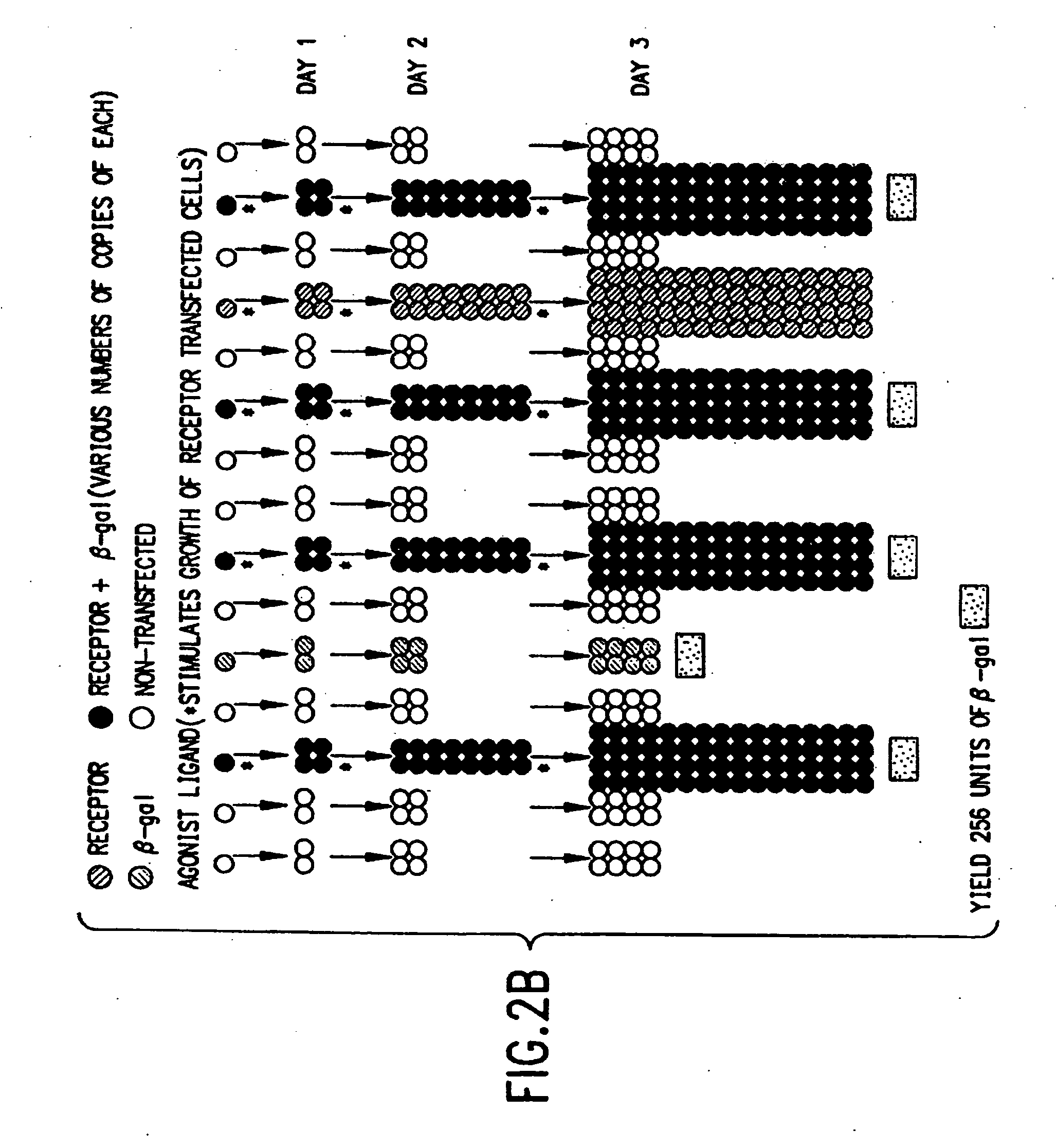 Identification of ligands by selective amplification of cells transfected with receptors