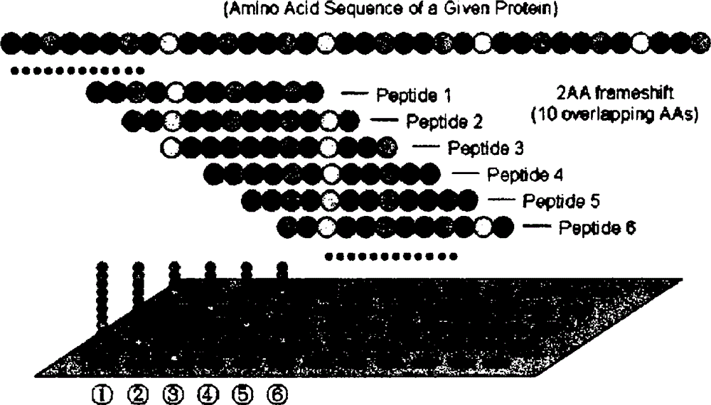 Method for preparing anti-human R47H-TREM2 mutant human monoclonal antibody