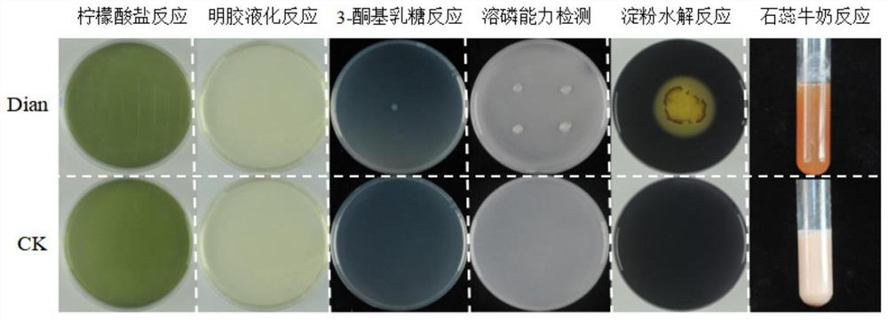 Saline-alkali soil resistant nitrogen fixation rhizobium japonicum and application thereof