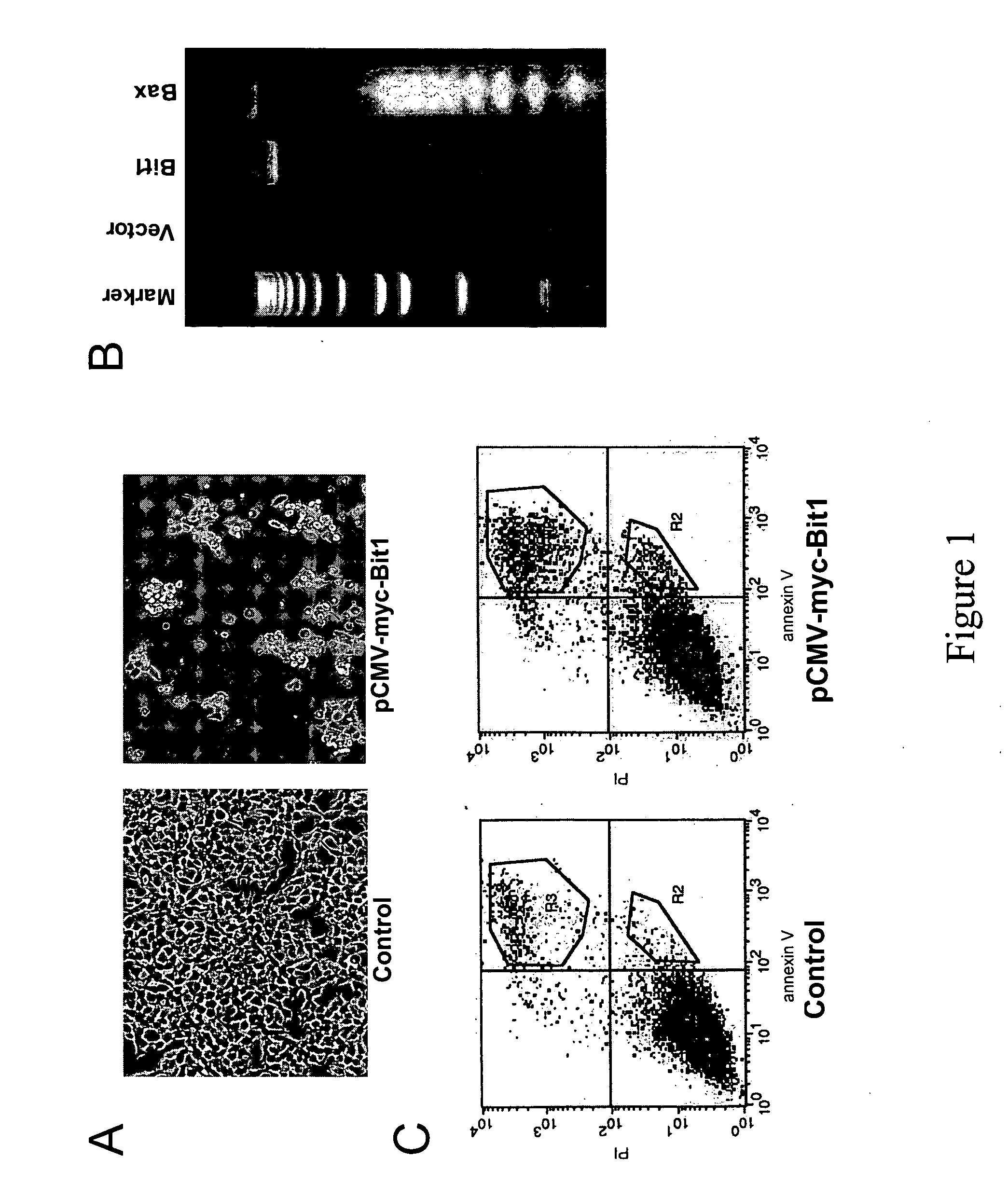 Methods of modulating cell death based on the Bit1/AES regulatory pathway