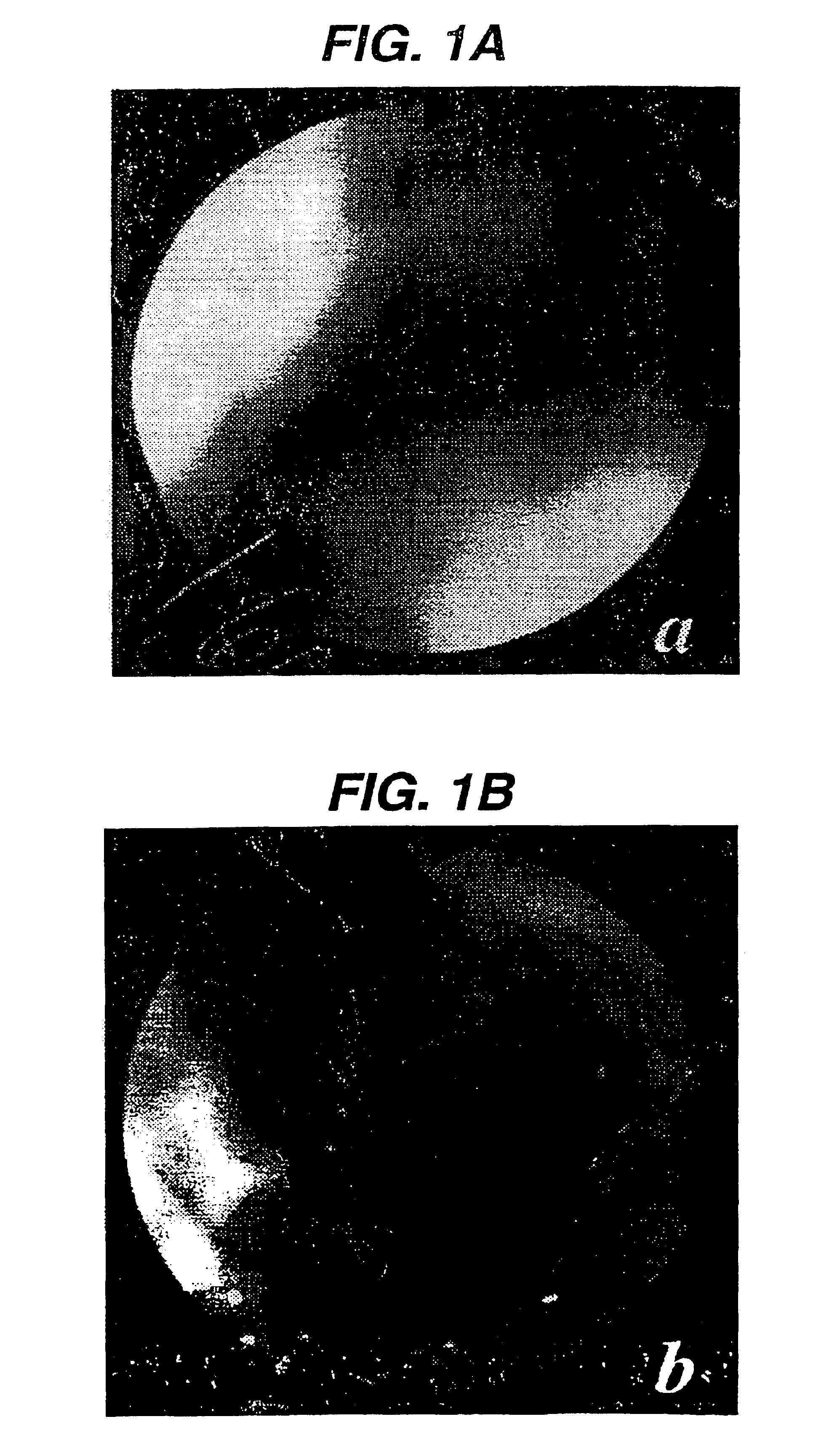 Immunization against and treatment for infection by H. pylori