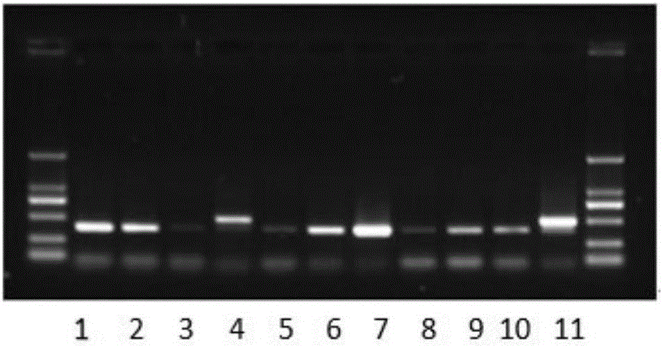 Method for extracting DNA of Chinese patent medicines or Chinese herbal medicine-containing health care products