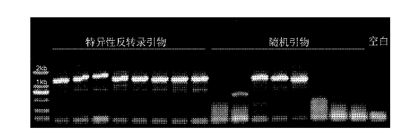 Reverse transcription-polymerase chain reaction (RT-PCR) primer of human leukemia fusion gene BCR-ABL and application method thereof