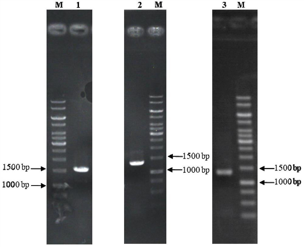 A special enzyme for galacto-oligosaccharide production and its preparation and application