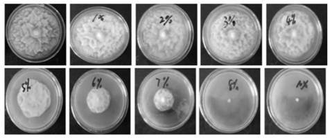 Bacteria-enzyme synergistically fermented feed containing stevia rebaudiana residues and application of feed