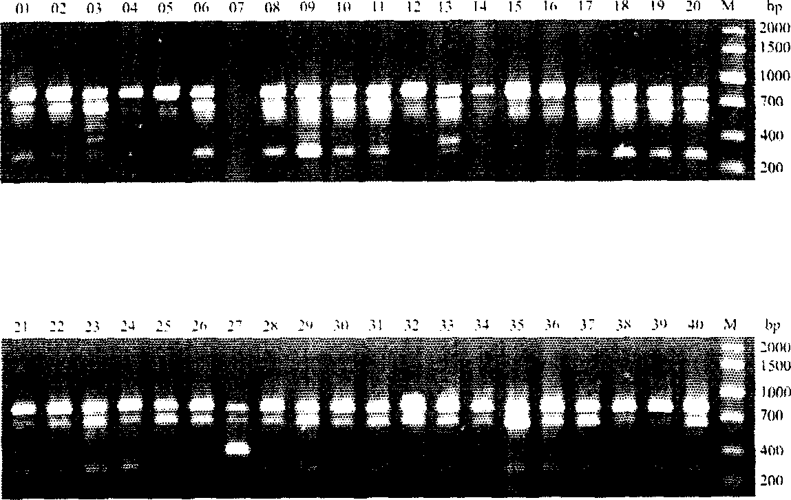 Cowpea variety molecular identification method based on genome RAPD analysis