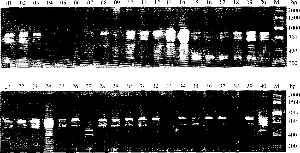 Cowpea variety molecular identification method based on genome RAPD analysis