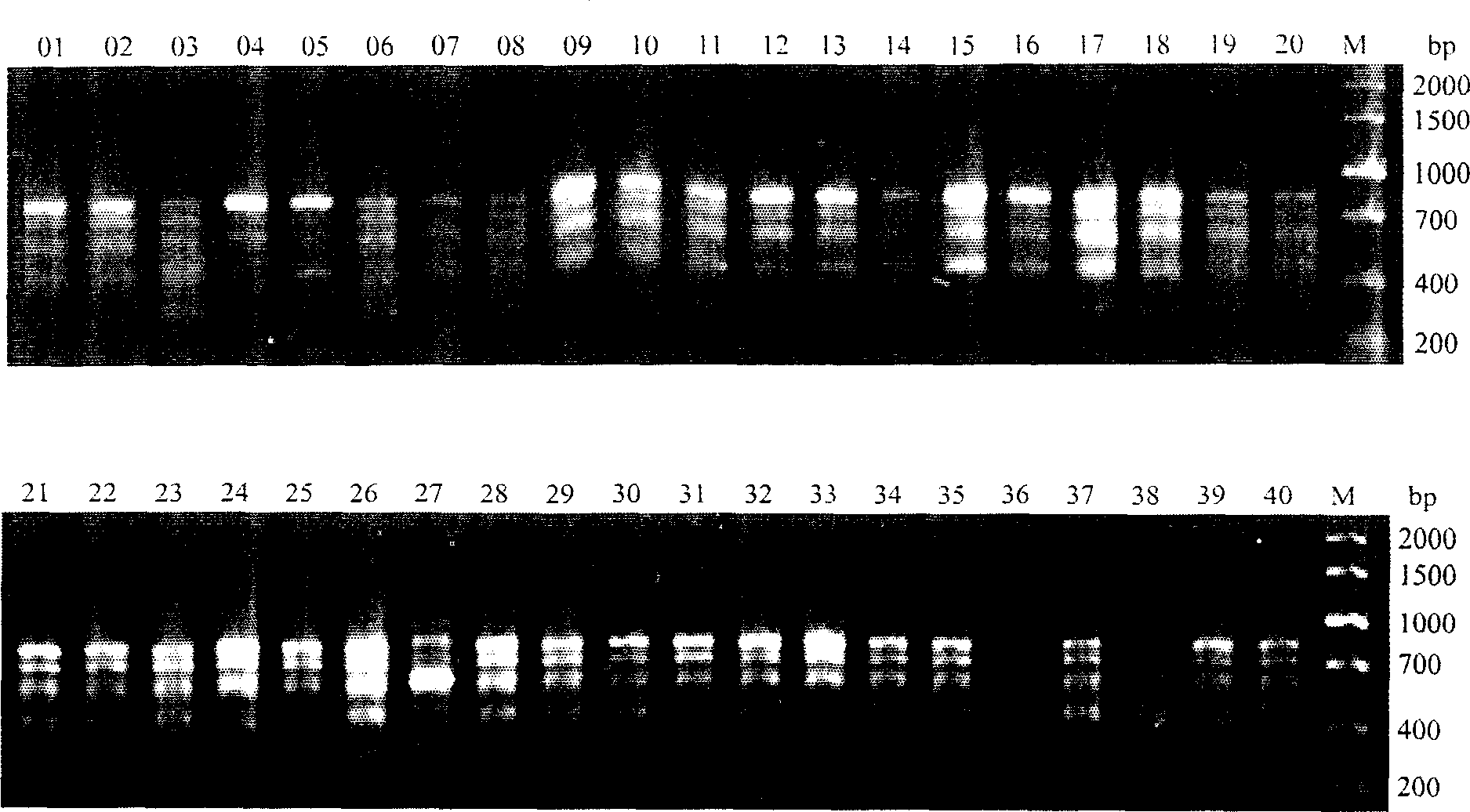 Cowpea variety molecular identification method based on genome RAPD analysis