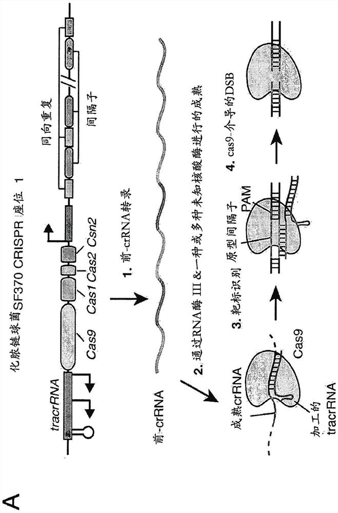 Delivery, use and therapeutic applications of CRISPR-Cas systems and compositions targeting disorders and diseases using viral components