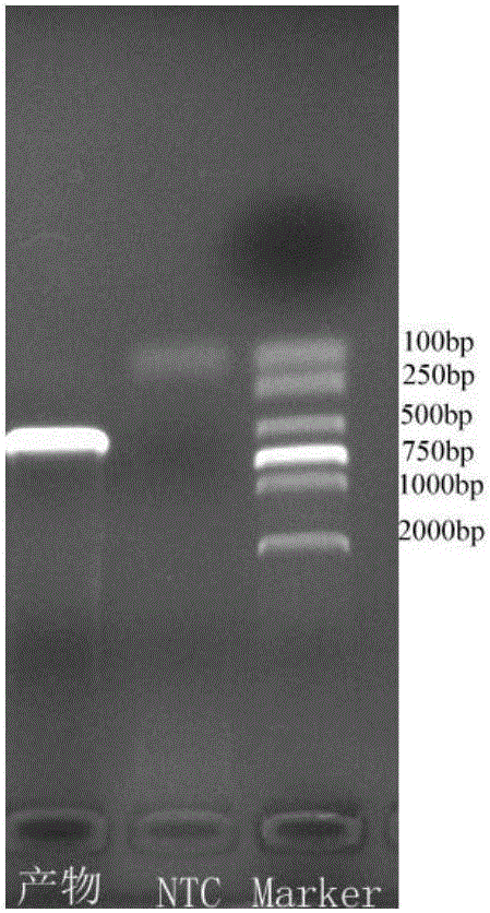 Nucleic acid for detecting Zika virus, real-time fluorescence RPA kit and method