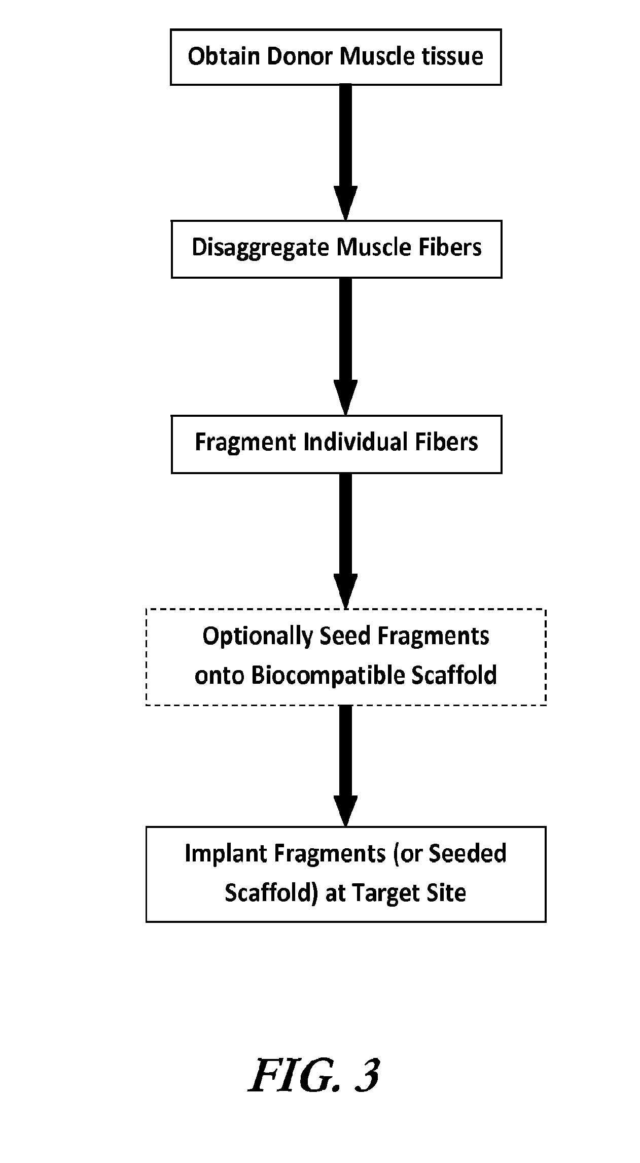 Muscle tissue regeneration using muscle fiber fragments