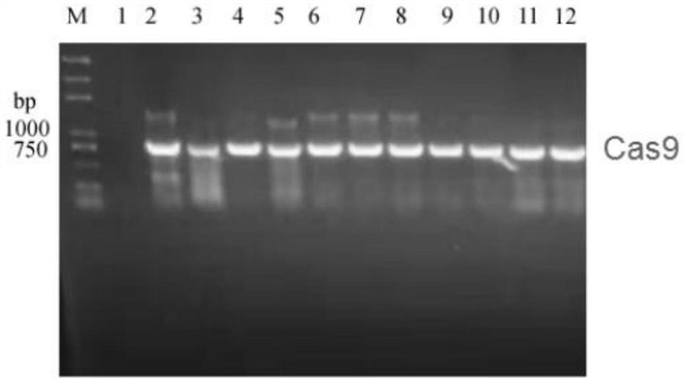 A CRISPR/Cas9 vector suitable for Phomopsis fs508 and its construction method and application