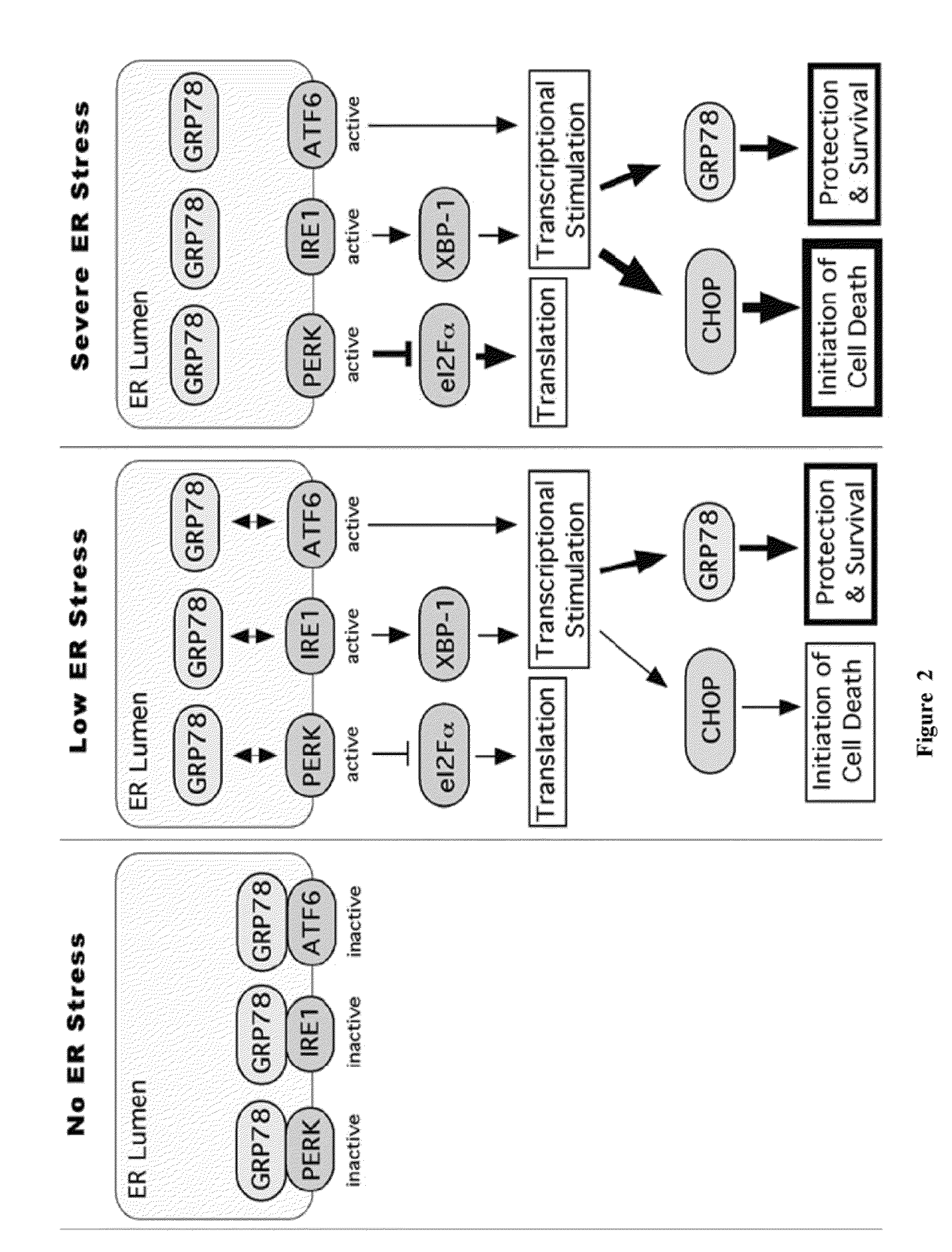 Methods and compositions for inducing apoptosis by stimulating ER stress