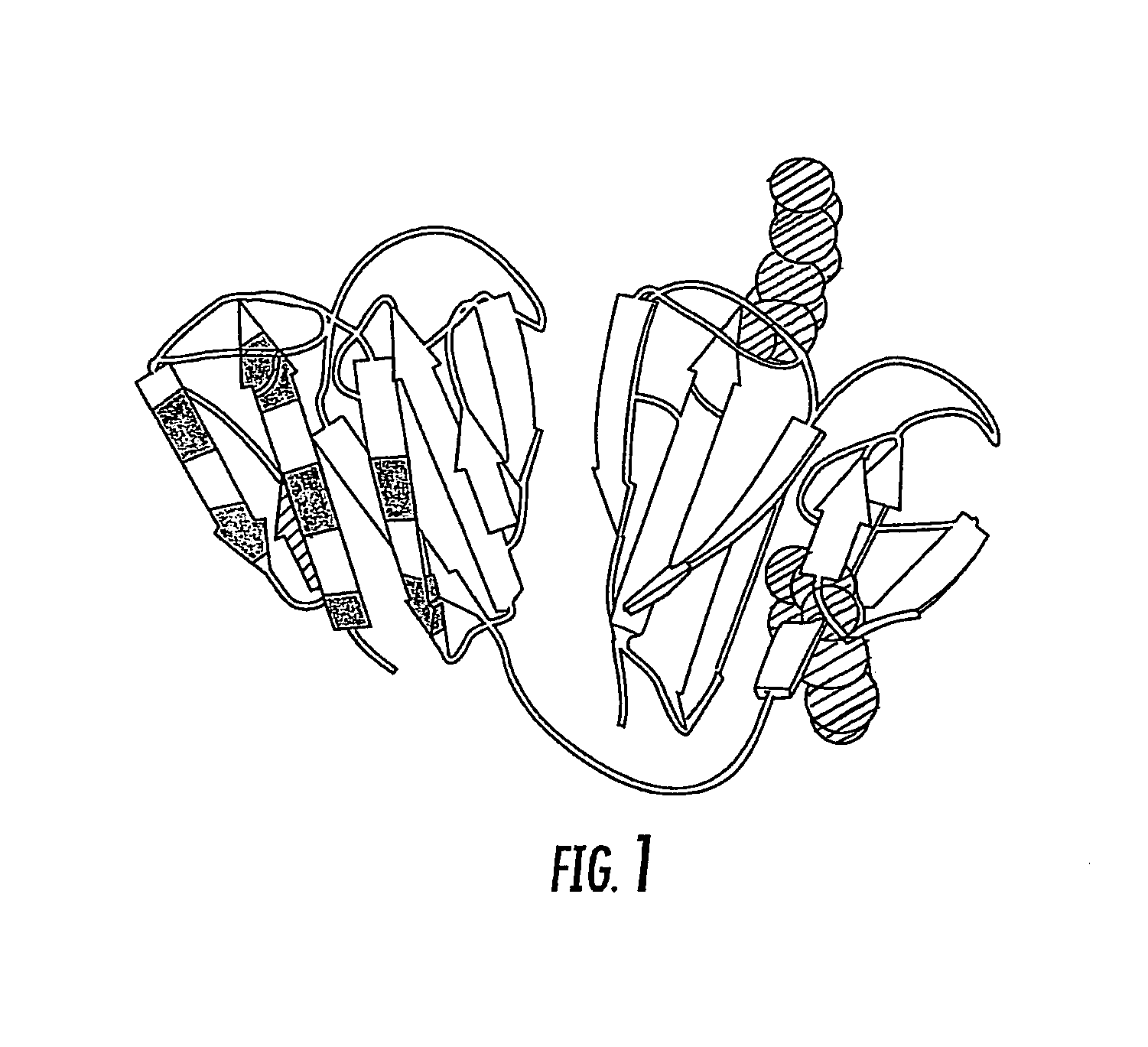 Ubiquitin or gamma-crystalline conjugates for use in therapy, diagnosis and chromatography