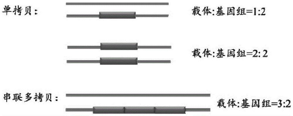 Method for identifying transgenic events through whole genome sequencing data