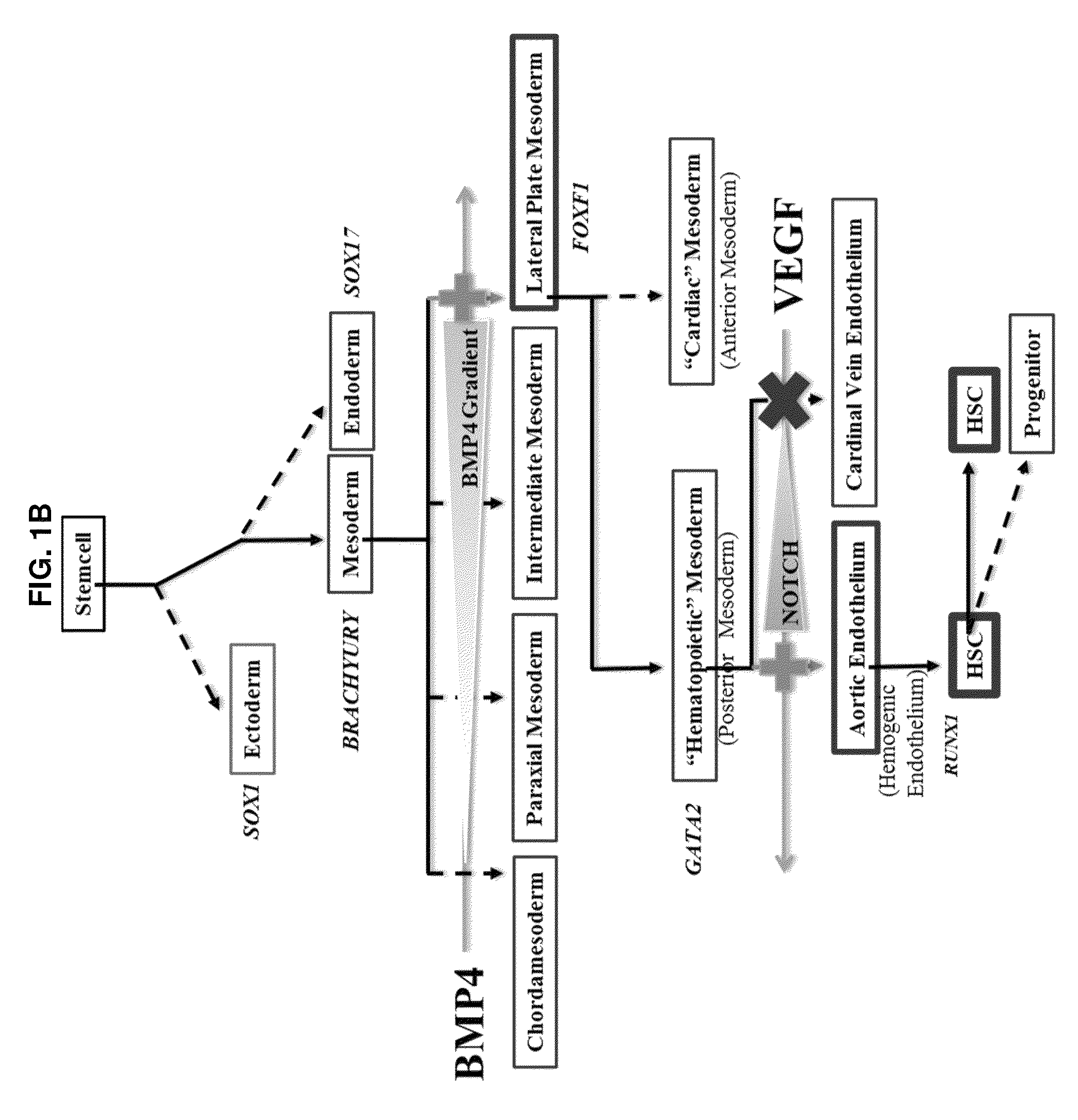 Compositions and methods for differentiating pluripotent stem cells into primitive blood cells and uses thereof