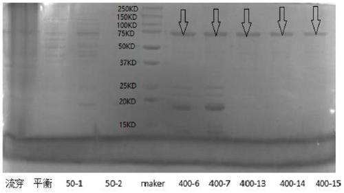 Fusion antigen for detecting echinococcosis, coding gene thereof, host cell and kit