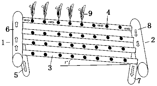 Water culture method for Chinese flowering cabbages