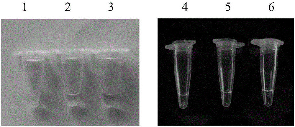 Molecular detection method of tea white scab leaves